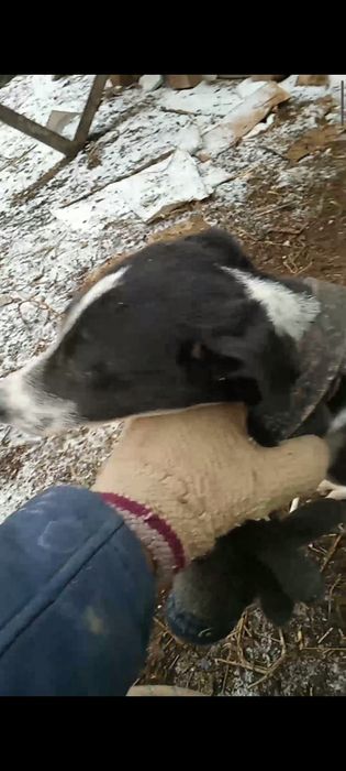 Тазы күшігі бар обмен