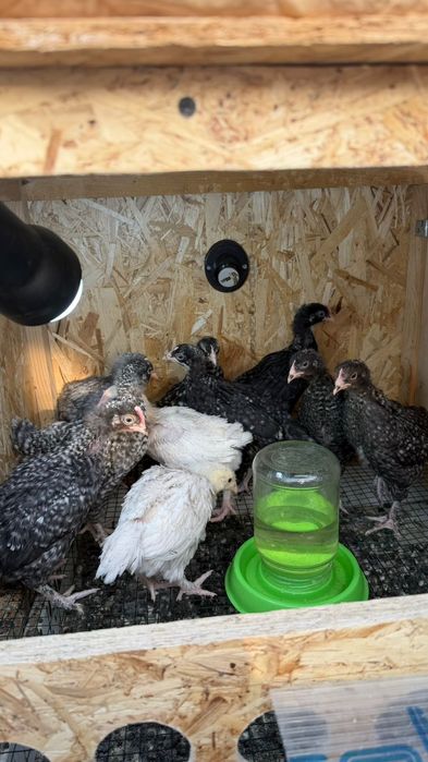 Циплята один месяц.