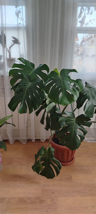 Продам монсстеру и другие комнатные цветыцветв