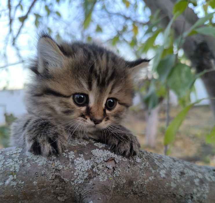 Продам очень красивых котят.
