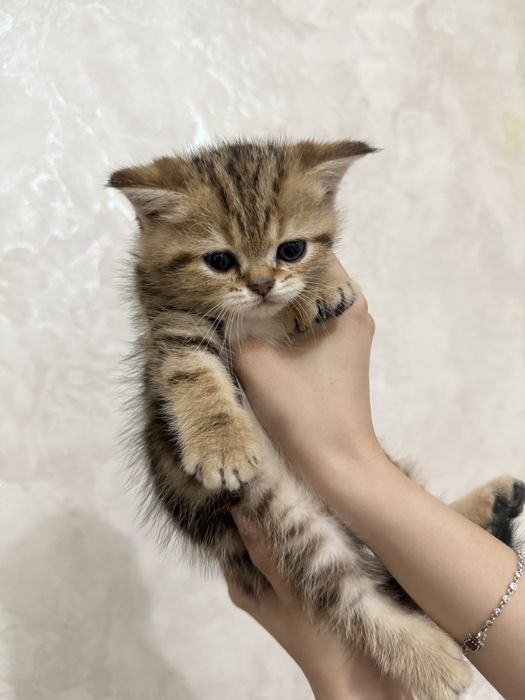 продаются котята шиншилы