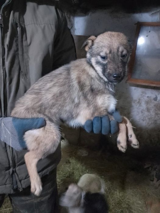 Отдам щенка в добрые руки