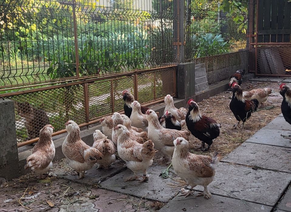 Faverolles pitică