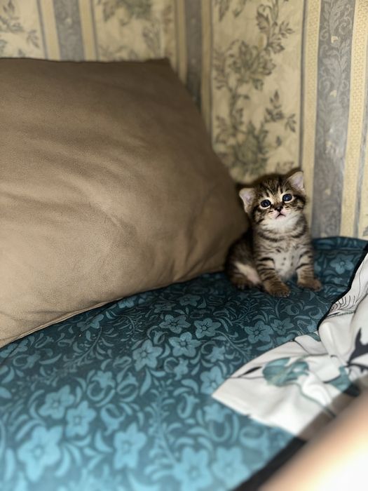 Вислоухие котята