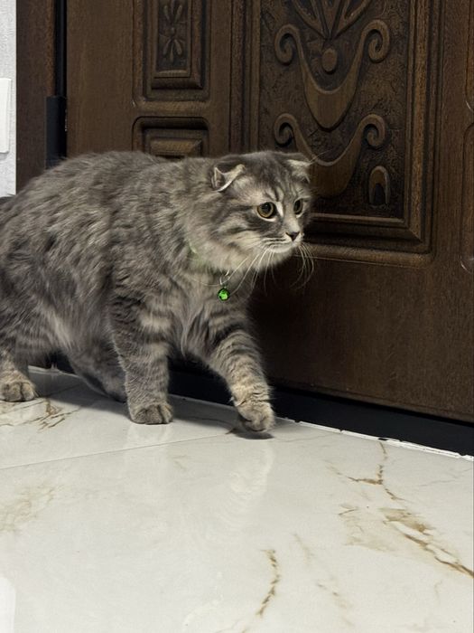 Продаётся вислоухая длинношерстная девочка