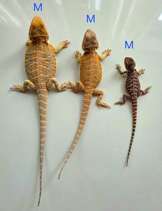 Pui de agama cu barba