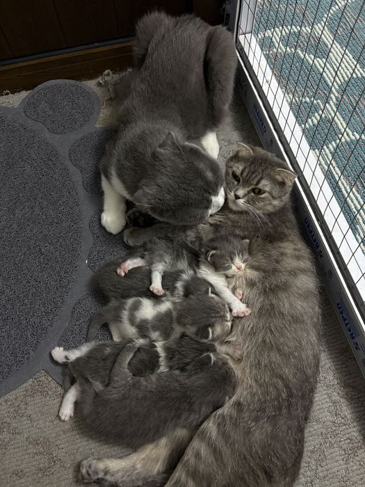 Котята скоттиш фолд + родители.
