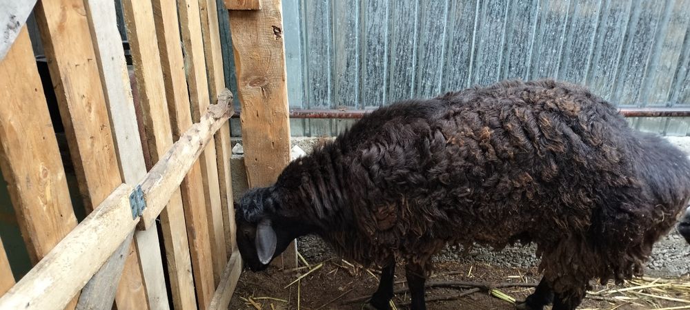 280000.Продам баранов токты