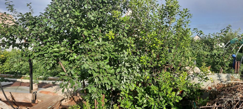 Продам дачный участок 6 соток