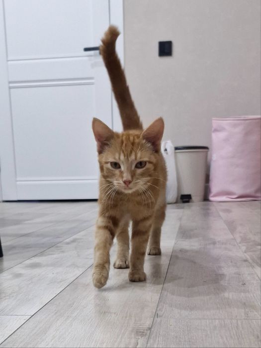 Котенок бесплатно