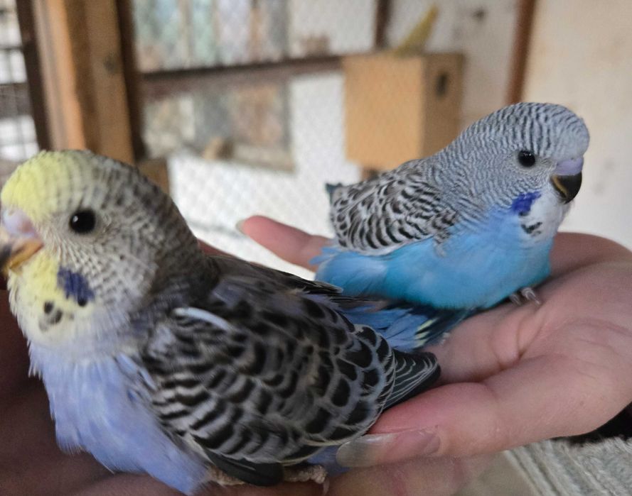 Волнистый попугайчик волнистый попугай