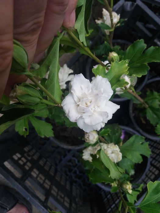 Хибискус Кичест - Дървовидна ружа 
Студоустойчив