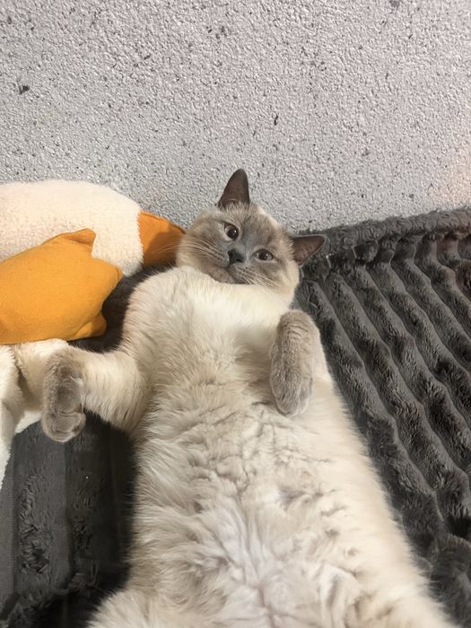 Котик ищет дом Бесплатно отдаем кота