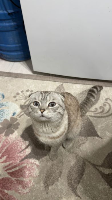 Шотландский вислоухий Кот