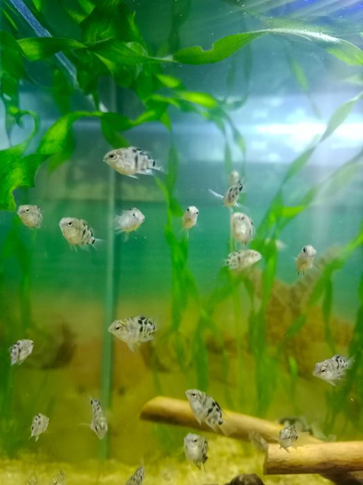 Сапфировый попугай