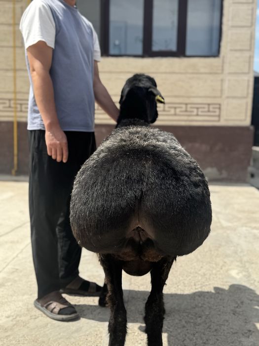 Қашқар 3 жасар бойы 90 см салмағы 100