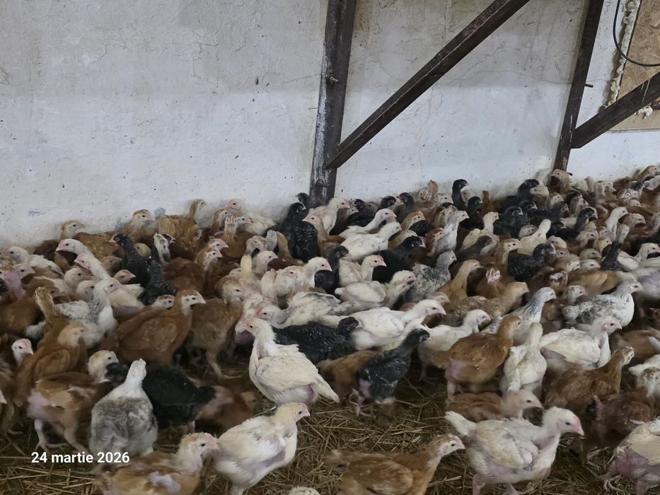 Pui albi de carne și rasa mixta