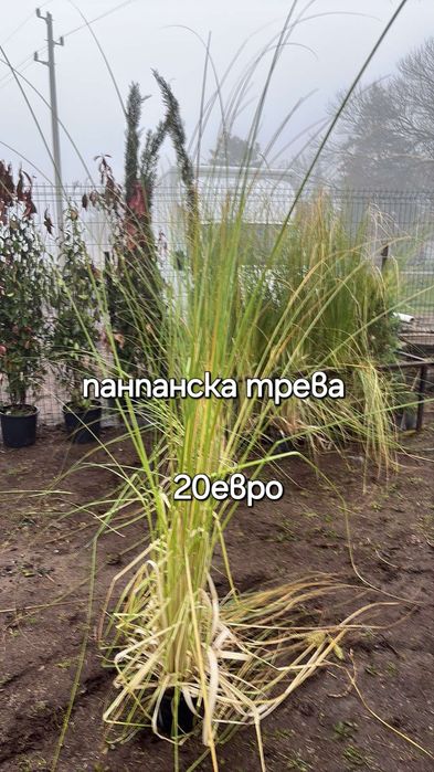 Разсадник Доганово разполага с разнообразен и видове растения.заповяда