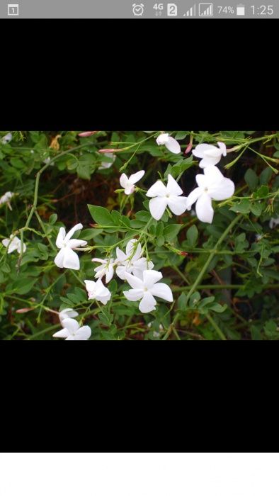 Жасмин (чубушник обыкновенный).