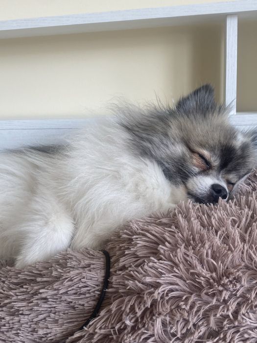 Собака модель для съемок