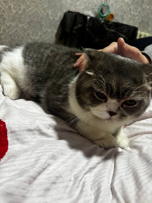 Продам кошка девочка Скоттиш фолд