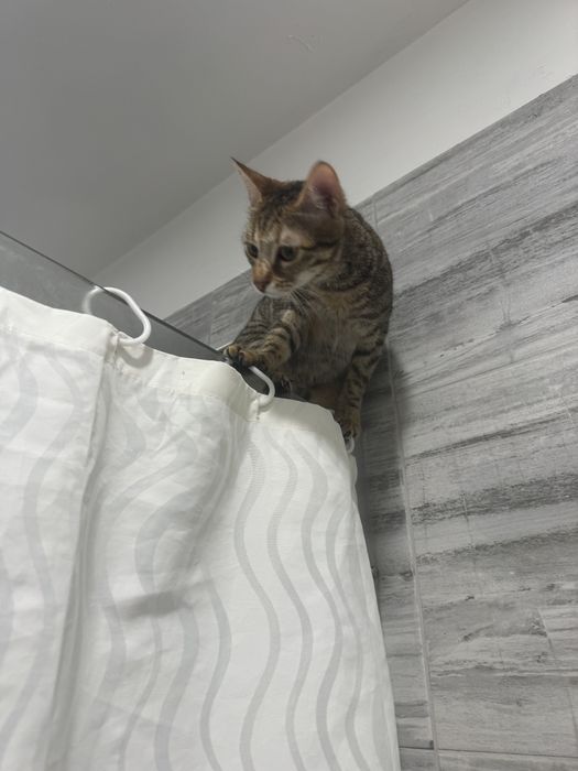 Женско коте кастрирано