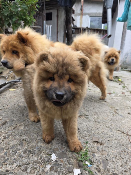 Chow Chow  3 luni