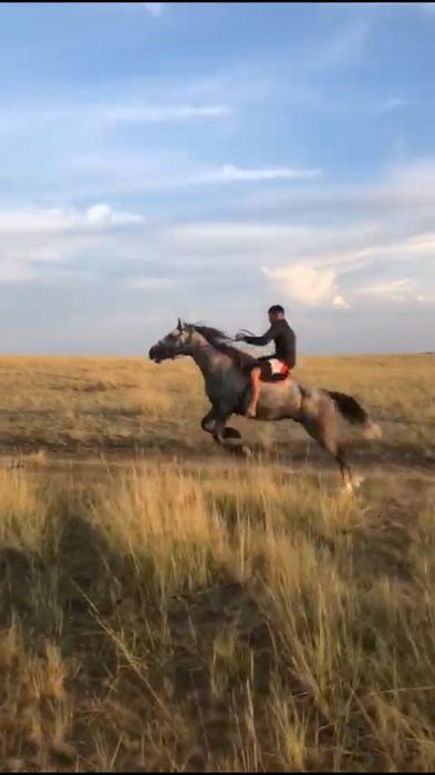 Айғыр рысак 7 жасар