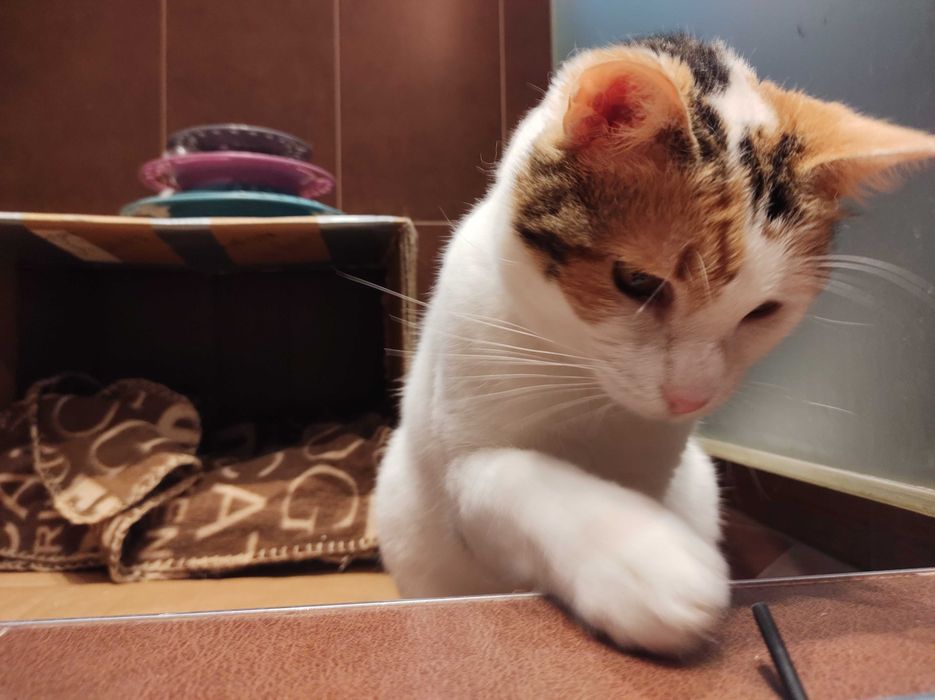Осинови коте Пуканка