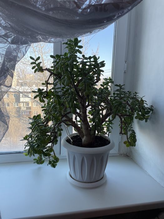 Денежное дерево/ толстянка