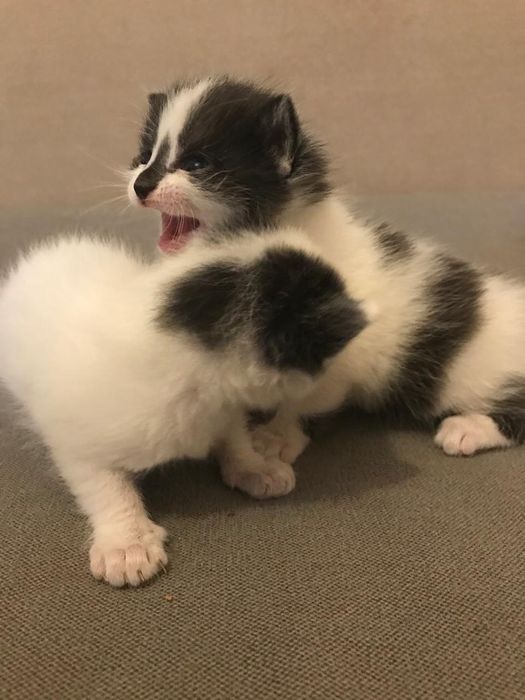 Шатлан кошки 1 месяц