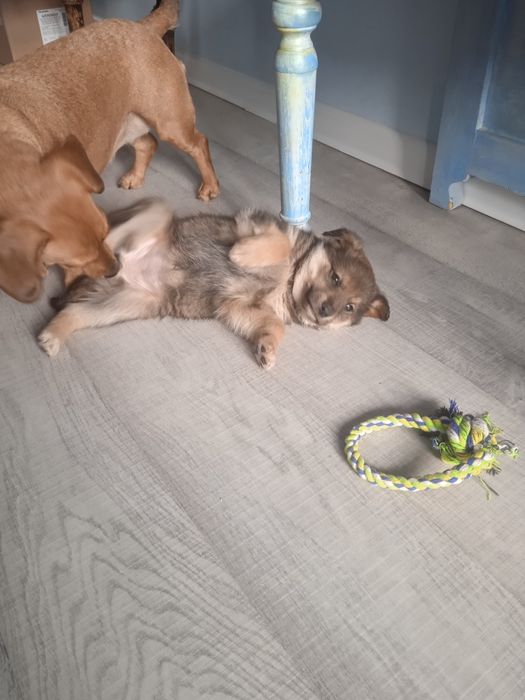 Пристраивается в хорошие руки