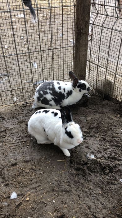 Femele iepure rex pitic