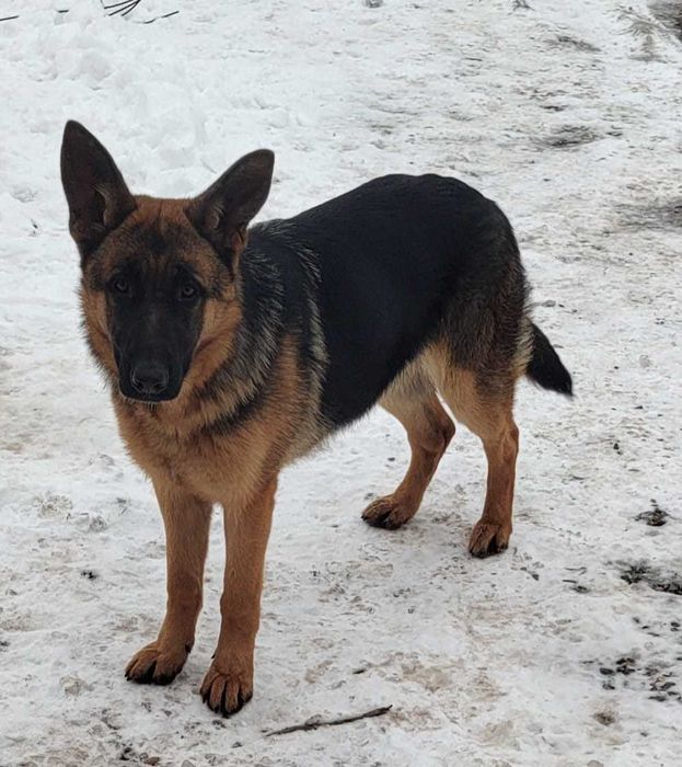 Catelusa ciobanesc german, 7 luni