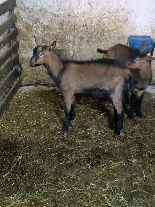 Tapi cu certificat de origine