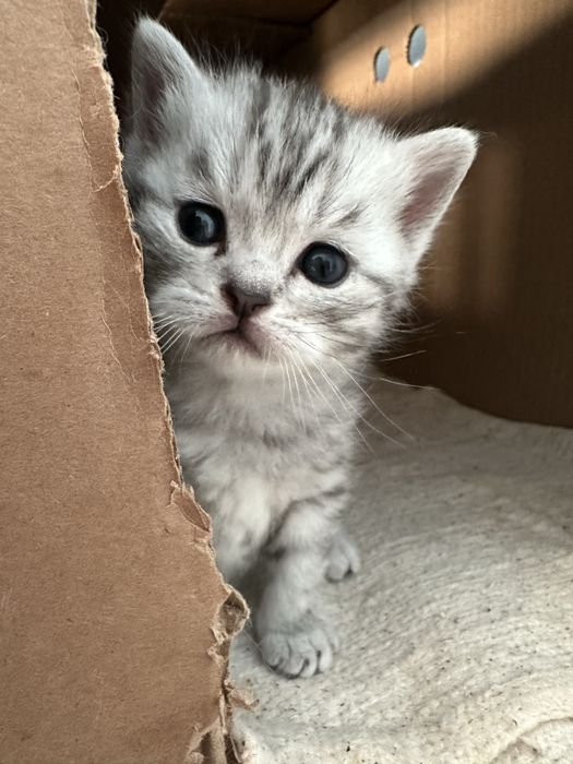 Мысық сатылады 80 000 тг