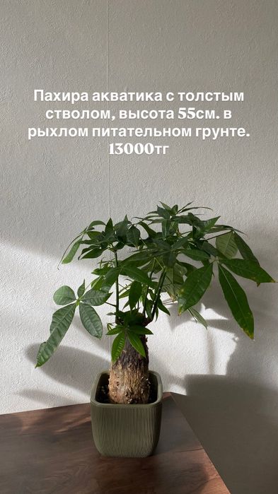 Комнатные растения