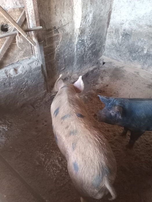 Продам свиней 8 месяцев