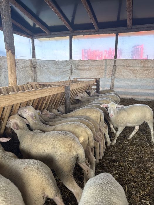 Mieoare rasă pură Lacaune