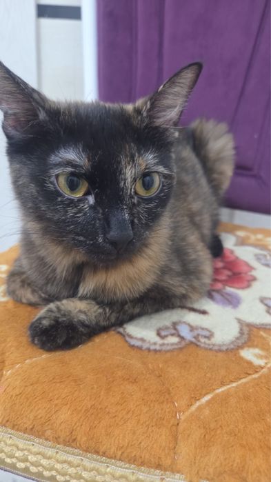 Кошка  котята в добрые руки