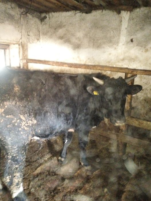 Быки с откорма продаются