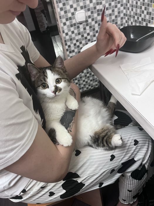 Отдам кошку вместе со всем что у нее есть