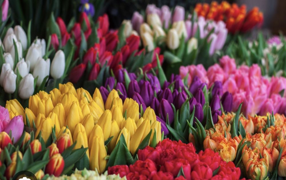 тюльпаны к 8 марта