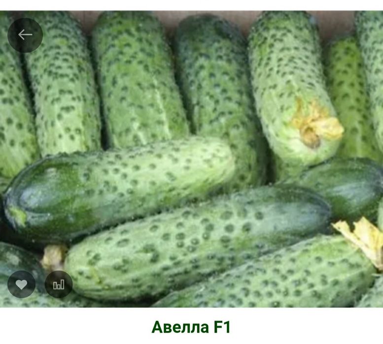 Продам семена огурцы, морковь, свёкла, помидоры