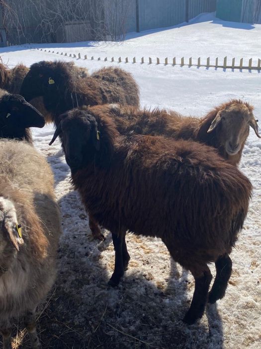 Продам молодых овец