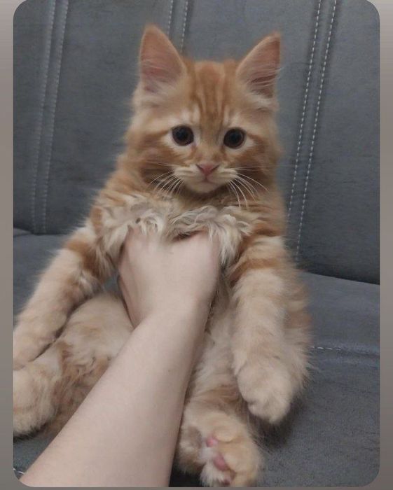 Продается породистая кошка