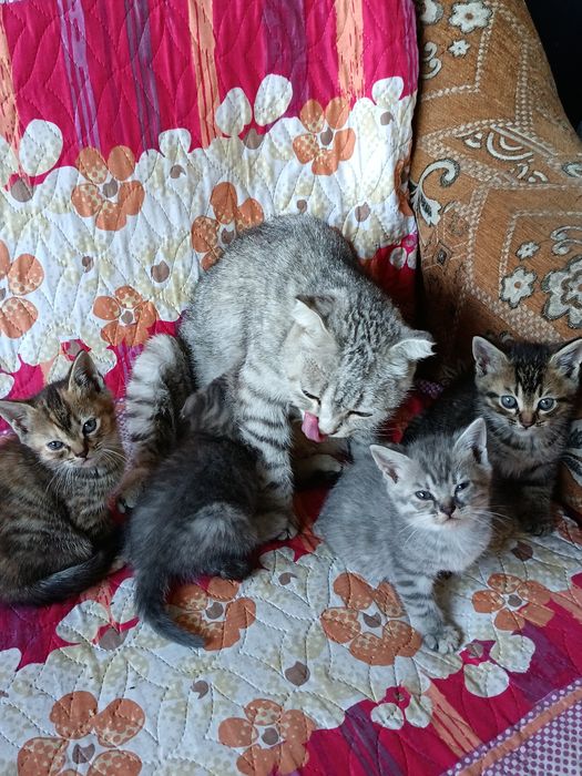 Продам котят, 5тыс