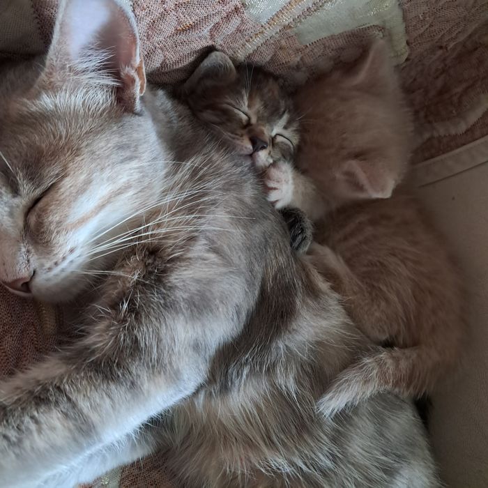 Отдам котенка в добрые руки(девочка)