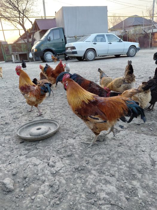 Кучинский петухи