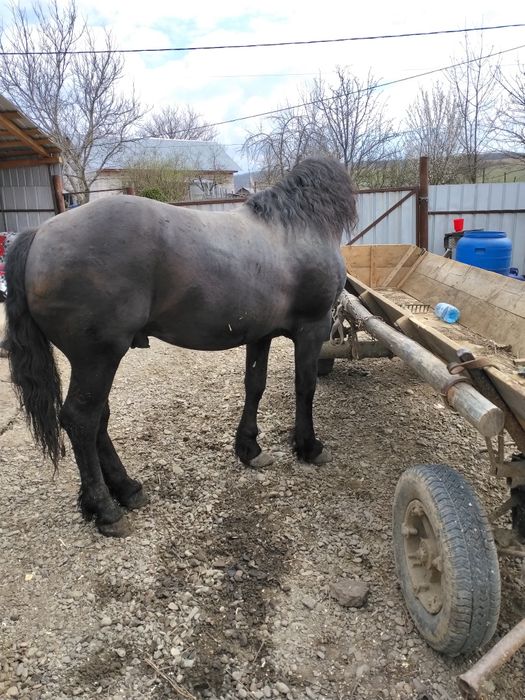 Harmăsar de vânzare